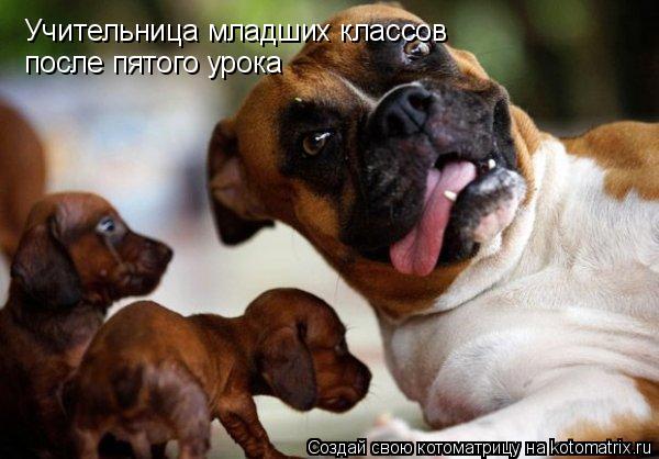Учительница младших классов после пятого урока... Котоматрица: Учительница младших классов после пятого урока