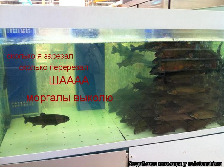 сколько я зарезал сколько перерезал ШАААА моргалы выколю... Котоматрица: сколько я зарезал сколько перерезал ШАААА моргалы выколю