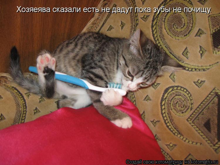 Хозяеява сказали есть не дадут пока зубы не почищу Хозяеява сказали есть не дадут пока зубы не почищу... Котоматрица: Хозяеява сказали есть не дадут пока зубы не почищу Хозяеява сказали есть не дадут пока зубы не почищу.