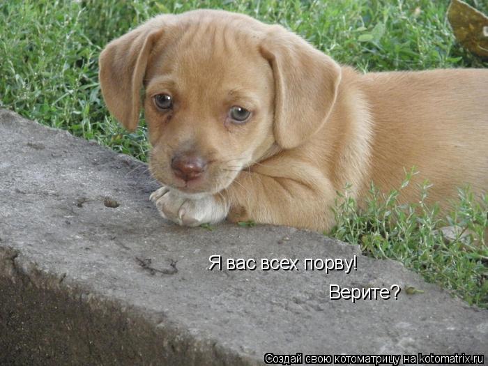 Я вас всех порву! Верите?... Котоматрица: Я вас всех порву! Верите?