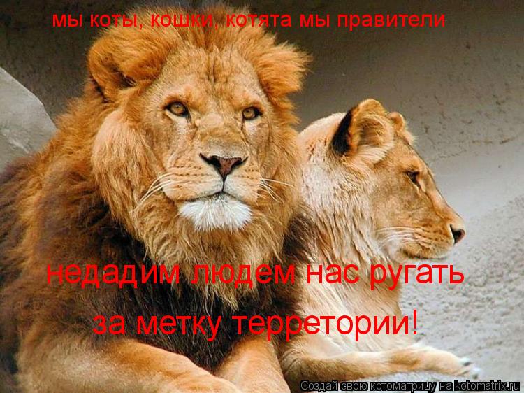 мы коты, кошки, котята мы правители недадим людем нас ругать за метку терретории!... Котоматрица: мы коты, кошки, котята мы правители недадим людем нас ругать за метку терретории!