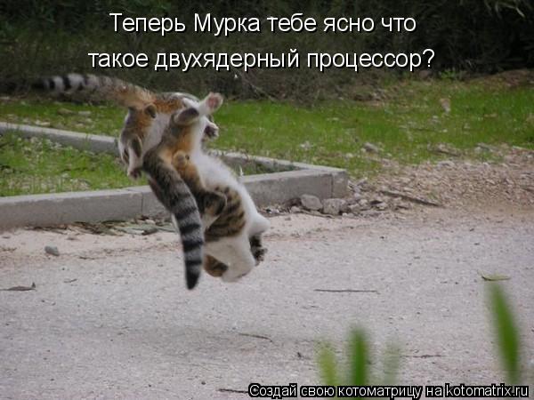 Теперь Мурка тебе ясно что такое двухядерный процессор?... Котоматрица: Теперь Мурка тебе ясно что такое двухядерный процессор?
