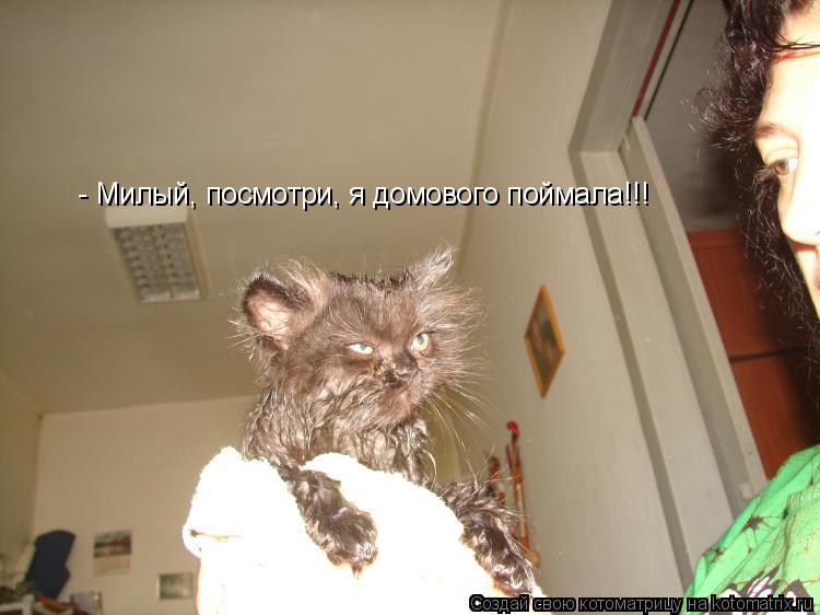 Котоматрица: - Милый, посмотри, я домового поймала!!!