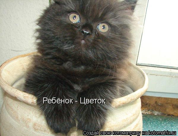 Ребёнок - Цветок... Котоматрица: Ребёнок - Цветок