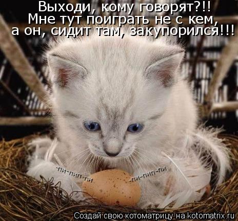 Котоматрица: Выходи, кому говорят?!! Мне тут поиграть не с кем, а он, сидит там, закупорился!!! -пи-пип-пи -пи-пип-пи