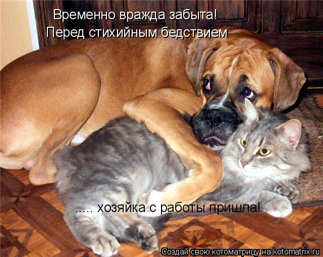 Котоматрица: Временно вражда забыта! Перед стихийным бедствием ..... хозяйка с работы пришла!