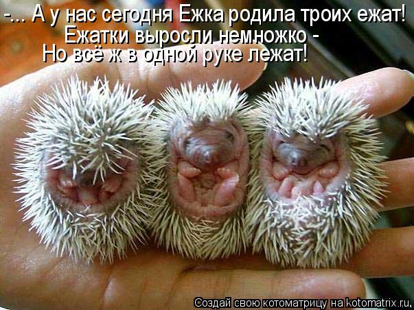 Котоматрица: -... А у нас сегодня Ежка родила троих ежат! Ежатки выросли немножко -  Но всё ж в одной руке лежат!
