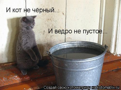 Котоматрица: И кот не чёрный... И ведро не пустое...