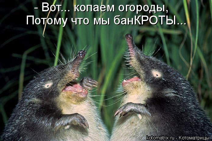 Котоматрица: - Вот... копаем огороды, Потому что мы банКРОТЫ...