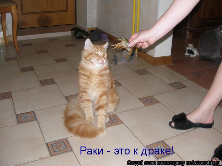 Раки - это к драке!... Котоматрица: Раки - это к драке!