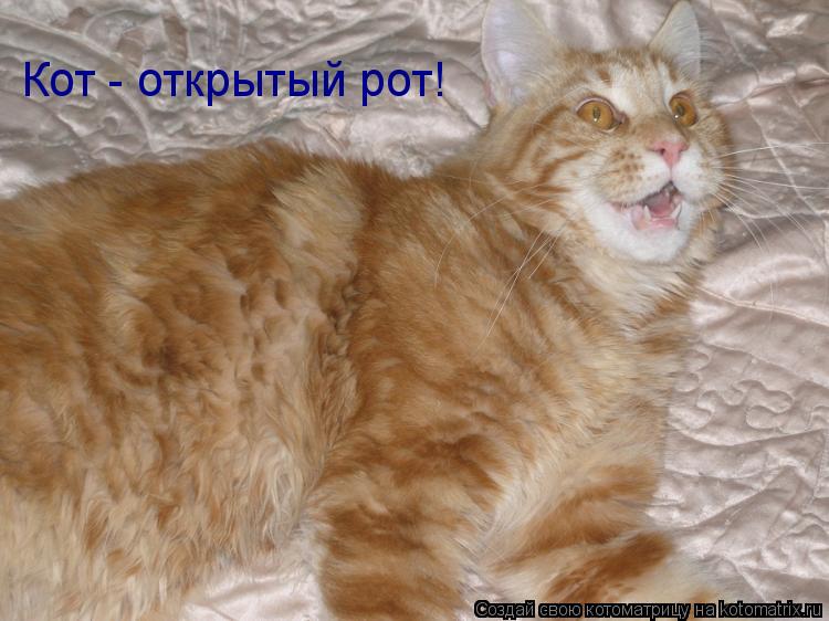 Кот - открытый рот!... Котоматрица: Кот - открытый рот!
