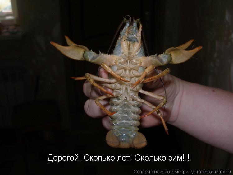 Дорогой! Сколько лет! Сколько зим!!!!... Котоматрица: Дорогой! Сколько лет! Сколько зим!!!!
