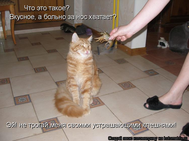 Что это такое? Вкусное, а больно за нос хватает? Эй! не трогай меня своими устрашающими клешнями!... Котоматрица: Что это такое? Вкусное, а больно за нос хватает? Эй! не трогай меня своими устрашающими клешнями!