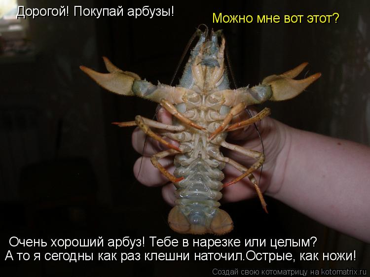 Дорогой! Покупай арбузы! Можно мне вот этот? Очень хороший арбуз! Тебе в нарезке или целым? А то я се... Котоматрица: Дорогой! Покупай арбузы! Можно мне вот этот? Очень хороший арбуз! Тебе в нарезке или целым? А то я сегодны как раз клешни наточил. Острые, как