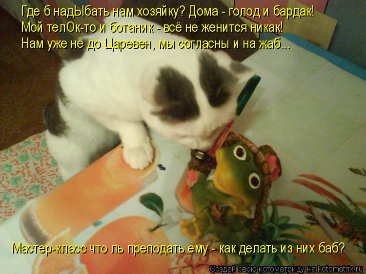 Котоматрица: Где б надЫбать нам хозяйку? Дома - голод и бардак! Мой телОк-то и ботаник - всё не женится никак! Нам уже не до Царевен, мы согласны и на жаб... Ма