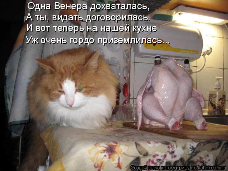 Котоматрица: Одна Венера дохваталась, А ты, видать договорилась. И вот теперь на нашей кухне Уж очень гордо приземлилась...