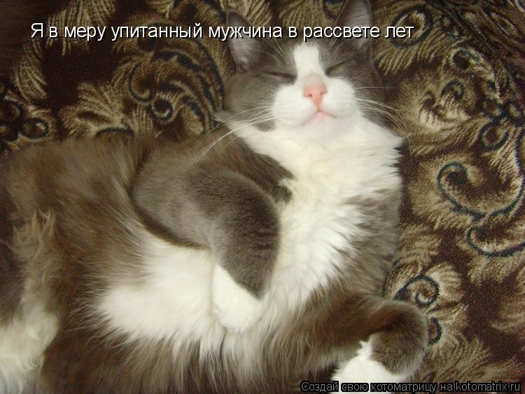 Котоматрица: Я в меру упитанный мужчина в рассвете лет
