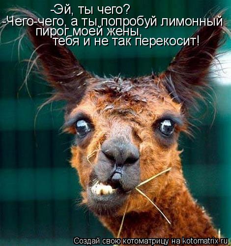 Котоматрица: -Эй, ты чего? -Чего-чего, а ты попробуй лимонный пирог моей жены,  тебя и не так перекосит!