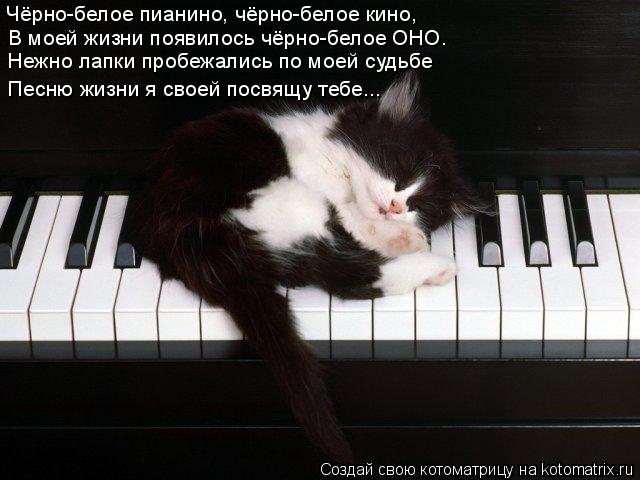 Чёрно-белое пианино, чёрно-белое кино, В моей жизни появилось чёрно-белое ОНО. Нежно лапки пробежалис... Котоматрица: Чёрно-белое пианино, чёрно-белое кино, В моей жизни появилось чёрно-белое ОНО. Нежно лапки пробежались по моей судьбе Песню жизни я своей по