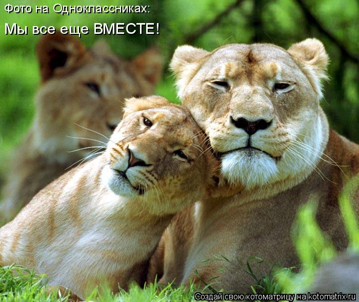 Котоматрица: Фото на Одноклассниках: Мы все еще ВМЕСТЕ!