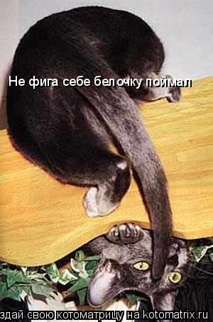 Котоматрица: Не фига себе белочку поймал