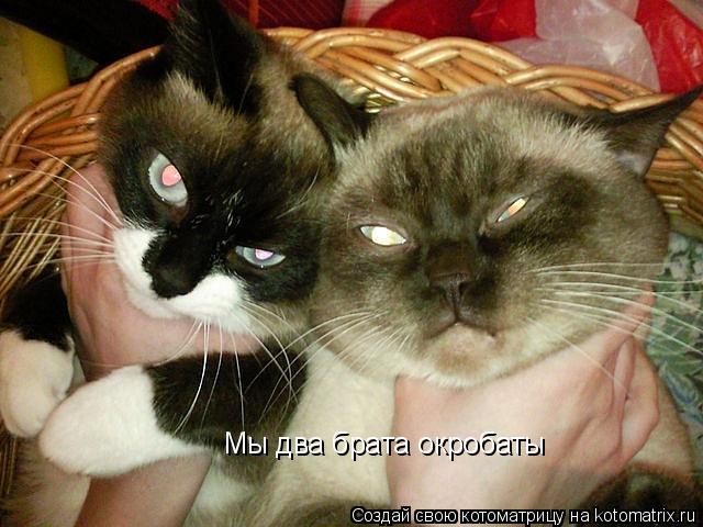 Котоматрица: Мы два брата окробаты