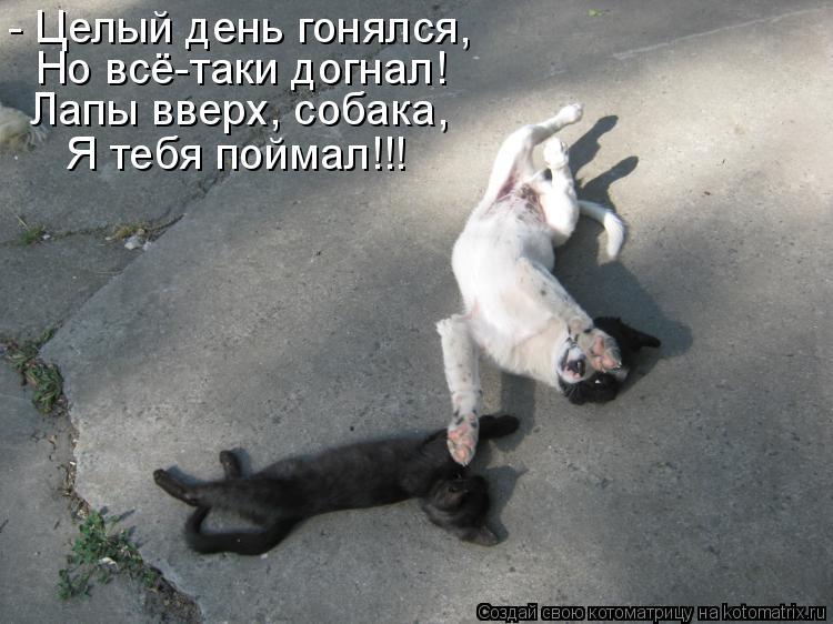 Котоматрица: - Целый день гонялся,  Но всё-таки догнал! Лапы вверх, собака, Я тебя поймал!!!