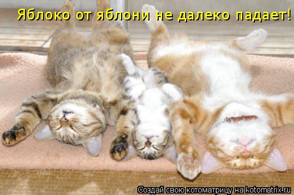 Котоматрица: Яблоко от яблони не далеко падает!