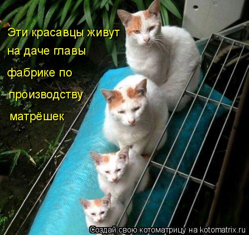 Котоматрица: Эти красавцы живут  на даче главы фабрике по производству матрёшек