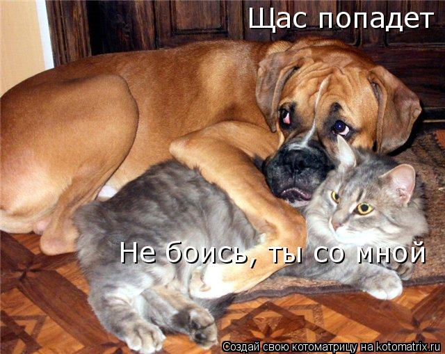 Котоматрица: Щас попадет Не боись, ты со мной