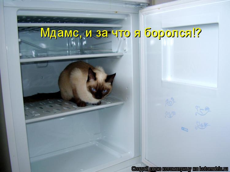 Котоматрица: Мдамс, и за что я боролся!?