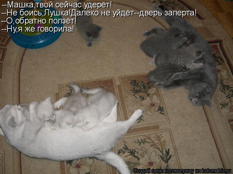 Котоматрица: --Машка,твой сейчас удерёт! --Не боись,Лушка!Далеко не уйдёт--дверь заперта! --О,обратно ползёт! --Ну,я же говорила!