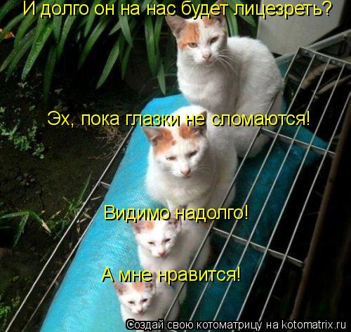 Котоматрица: И долго он на нас будет лицезреть? Эх, пока глазки не сломаются! Видимо надолго! А мне нравится!