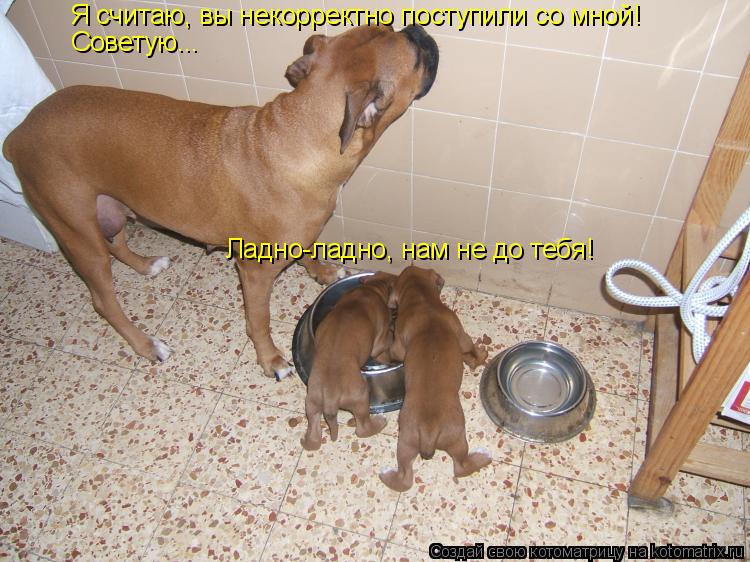 Котоматрица: Я считаю, вы некорректно поступили со мной! Советую... Ладно-ладно, нам не до тебя!