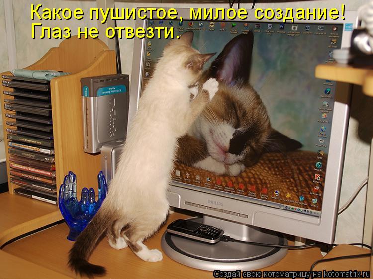 Котоматрица: Какое пушистое, милое создание! Глаз не отвезти.