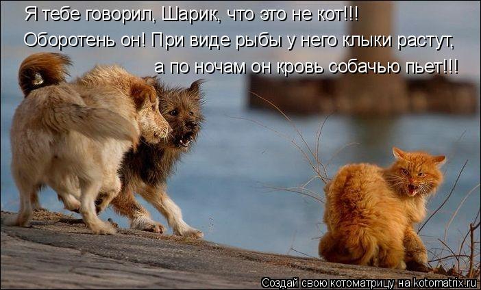 Котоматрица: Я тебе говорил, Шарик, что это не кот!!! Оборотень он! При виде рыбы у него клыки растут, а по ночам он кровь собачью пьет!!!