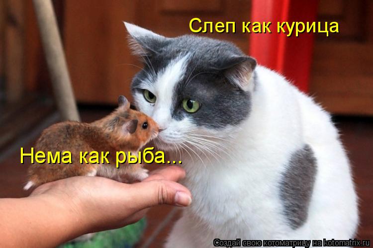 Котоматрица: Слеп как курица Нема как рыба...