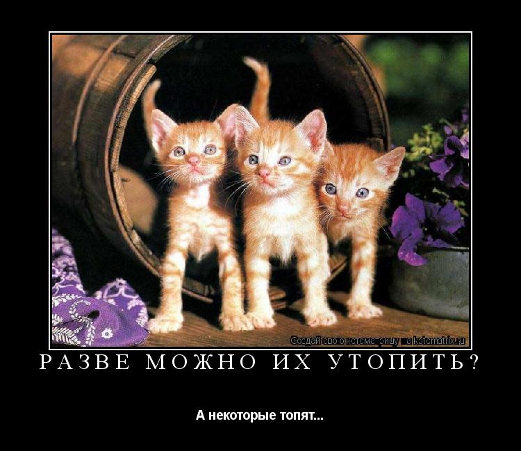 Котоматрица: Разве можно их утопить? А некоторые топят...