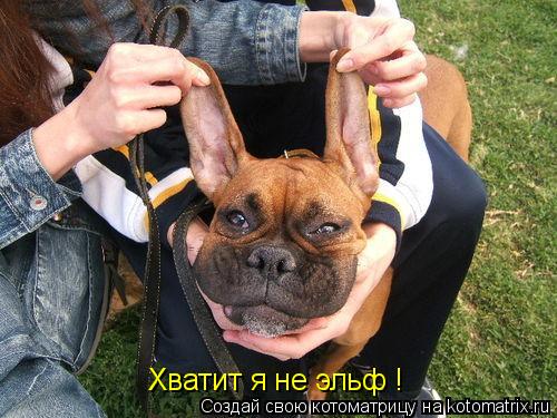 Котоматрица: Хватит я не эльф !