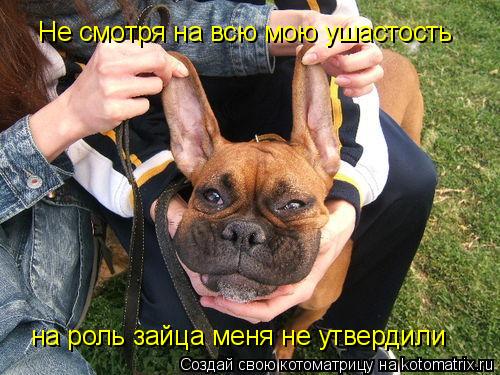 Котоматрица: Не смотря на всю мою ушастость на роль зайца меня не утвердили