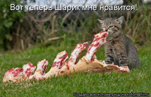 Котоматрица: Вот теперь Шарик мне нравится!