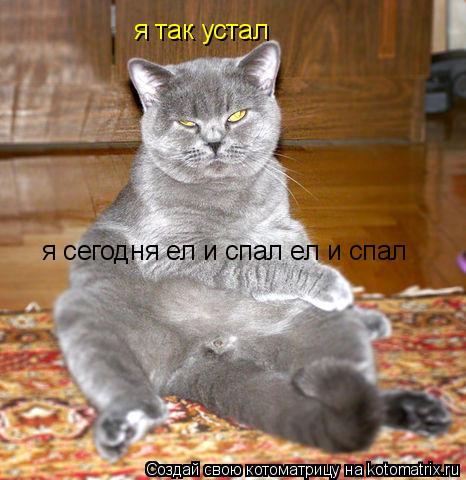 Котоматрица: я так устал  я сегодня ел и спал ел и спал