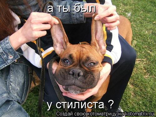 Котоматрица: а ты был у стилиста ?