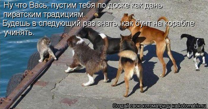 Котоматрица: Ну что Вась, пустим тебя по доске как дань  пиратским традициям. Будешь в следующий раз знать, как бунт на корабле учинять.