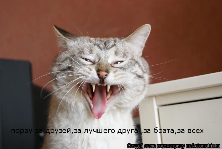 Котоматрица: порву за друзей,за лучшего друга ,за брата,за всех