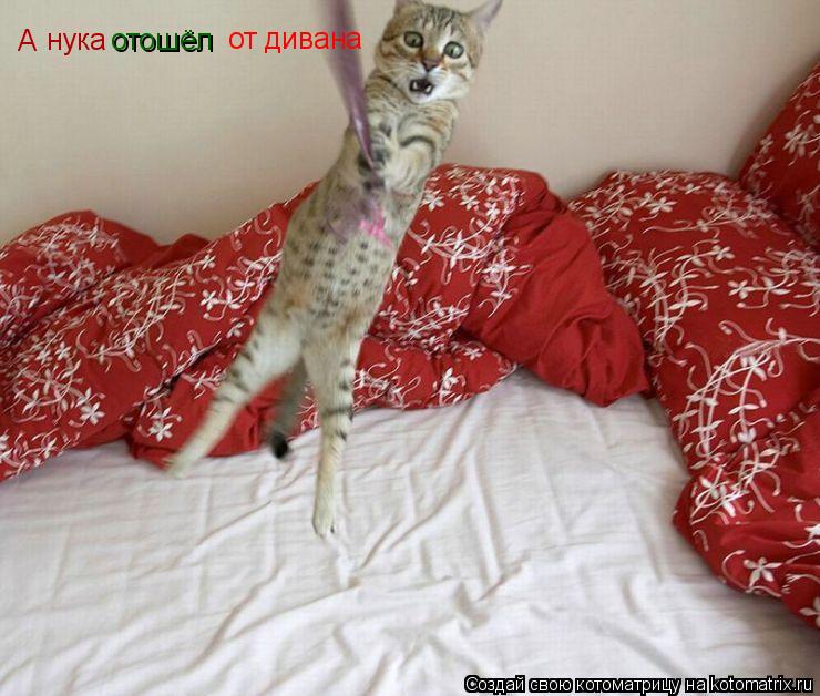 А нука отошёл от дивана... Котоматрица: А нука отошёл от дивана