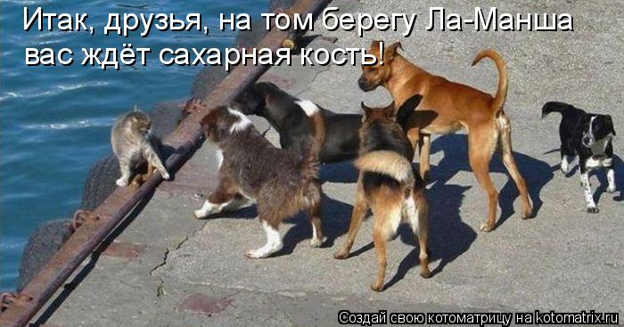 Итак, друзья, на том берегу Ла-Манша вас ждёт сахарная кость!... Котоматрица: Итак, друзья, на том берегу Ла-Манша вас ждёт сахарная кость!