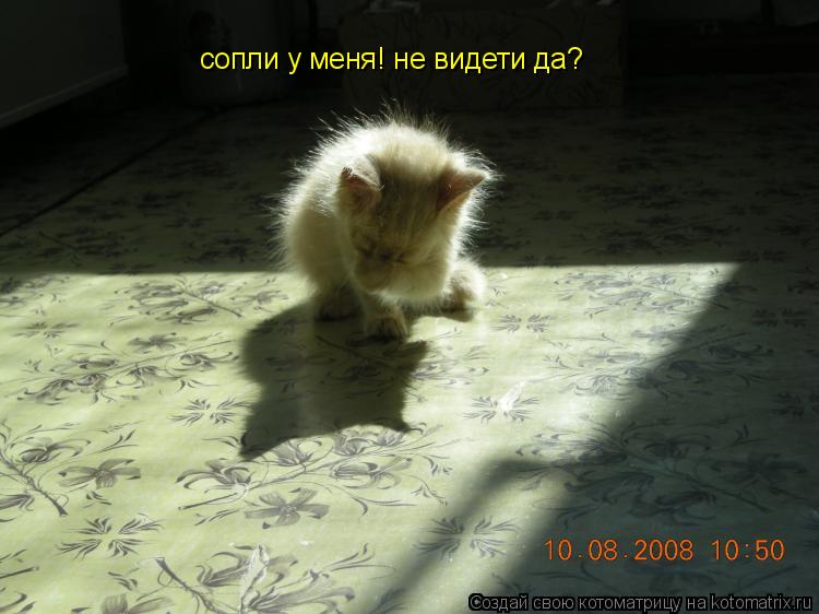 сопли у меня! не видети да?... Котоматрица: сопли у меня! не видети да?
