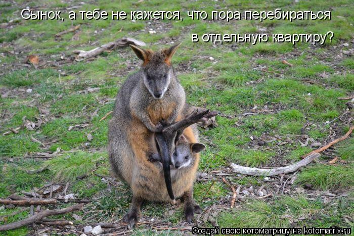Котоматрица: Сынок, а тебе не кажется, что пора перебираться в отдельную квартиру?