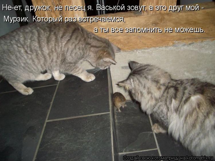 Не-ет, дружок, не песец я. Васькой зовут, а это друг мой - Мурзик. Который раз встречаемся, а ты все... Котоматрица: Не-ет, дружок, не песец я. Васькой зовут, а это друг мой - Мурзик. Который раз встречаемся, а ты все запомнить не можешь.